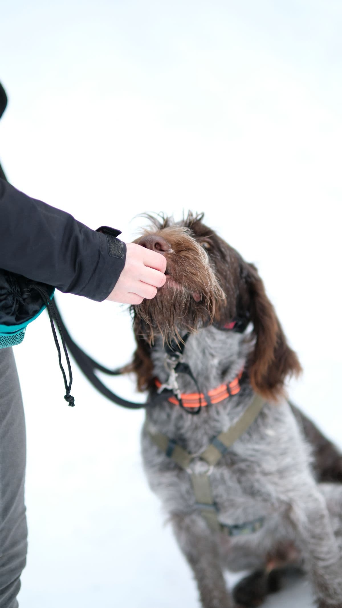 Séance d'éducation canine en extérieur