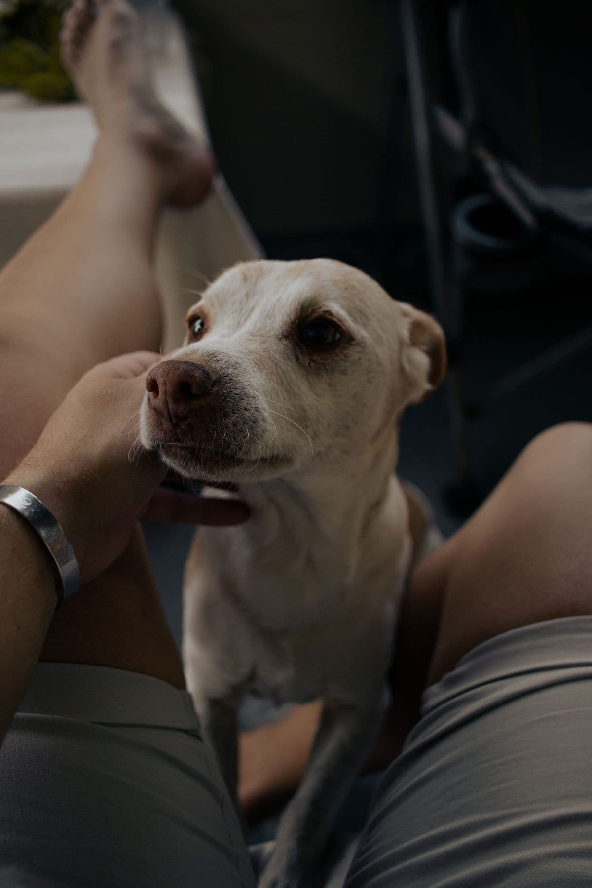 Moment calme entre un chien et son éducateur