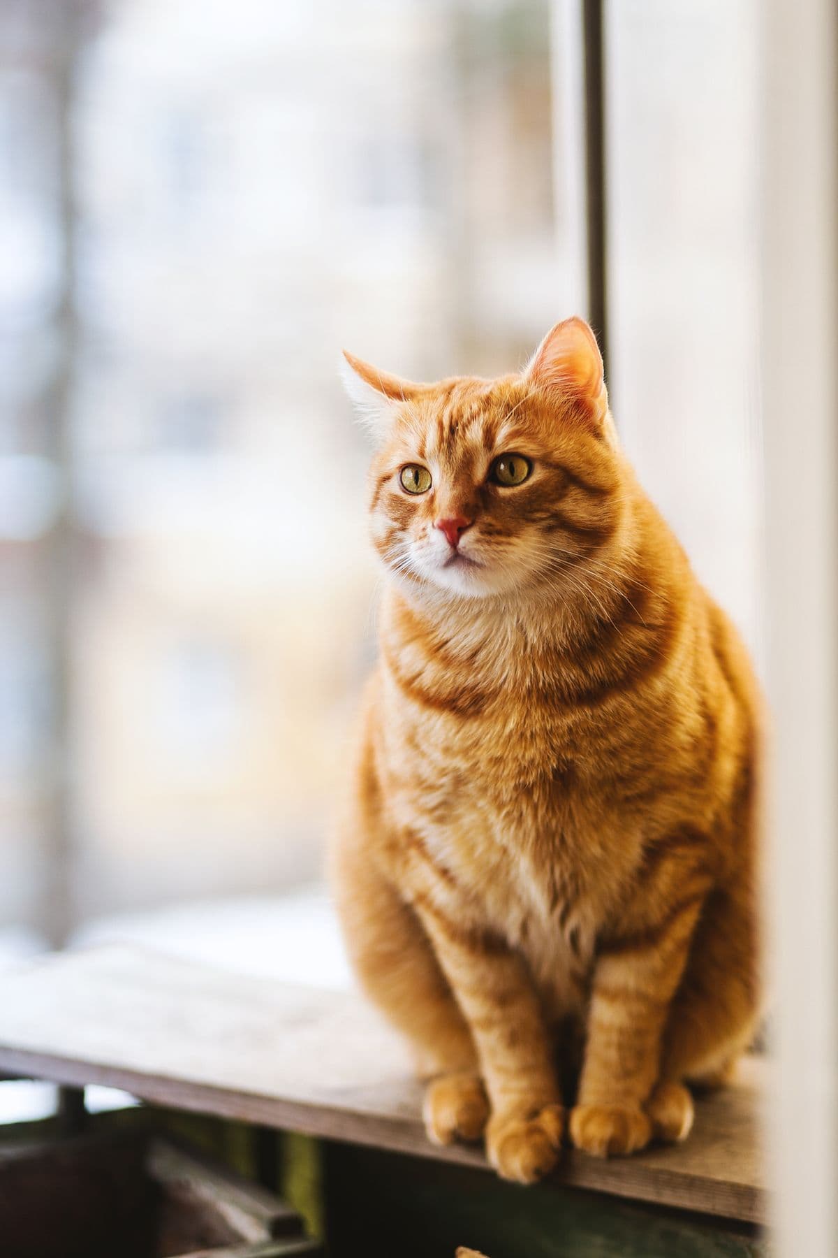 Chat détendu près d’une fenêtre pendant une visite à domicile