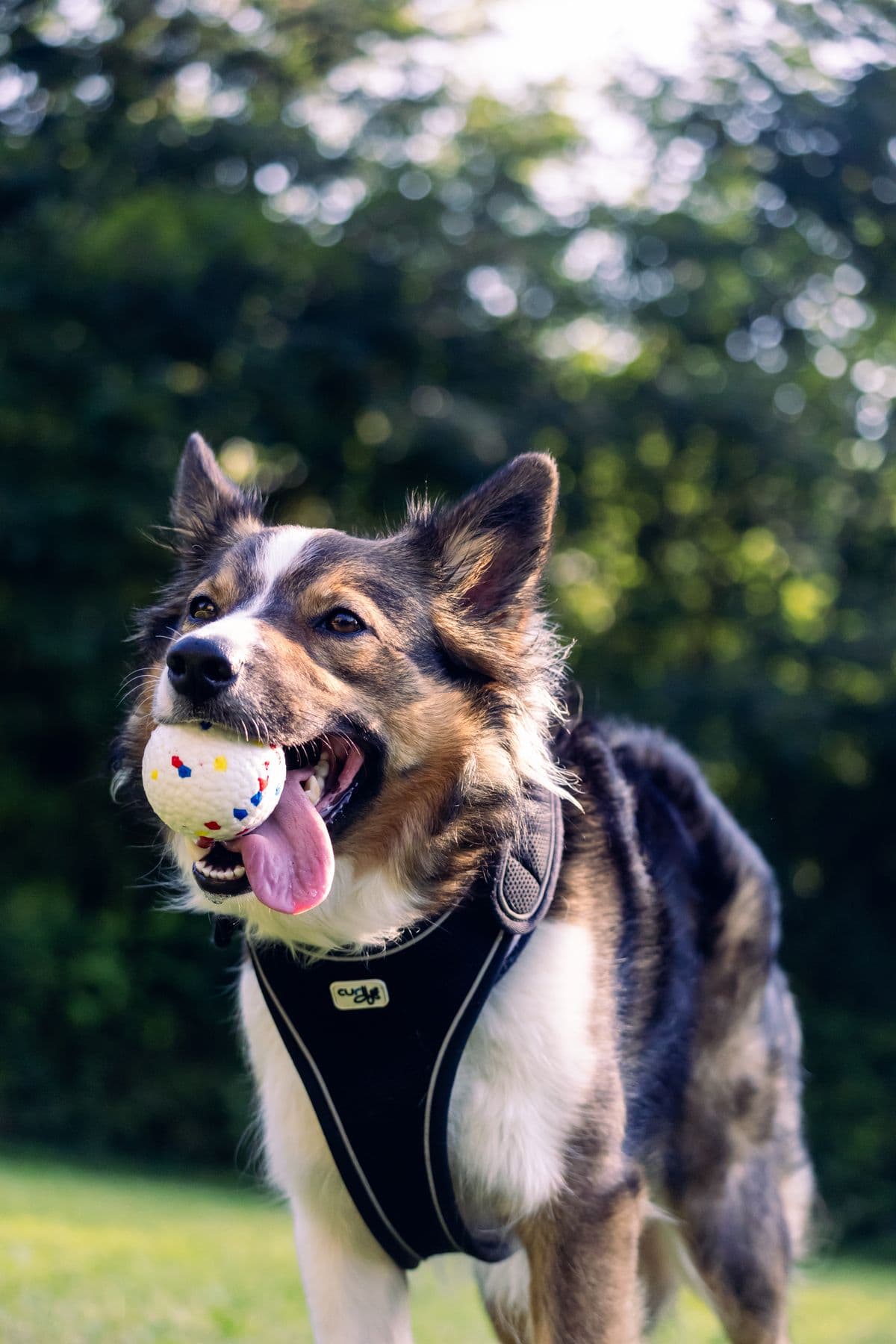 Chien joyeux rapportant une balle pendant une promenade