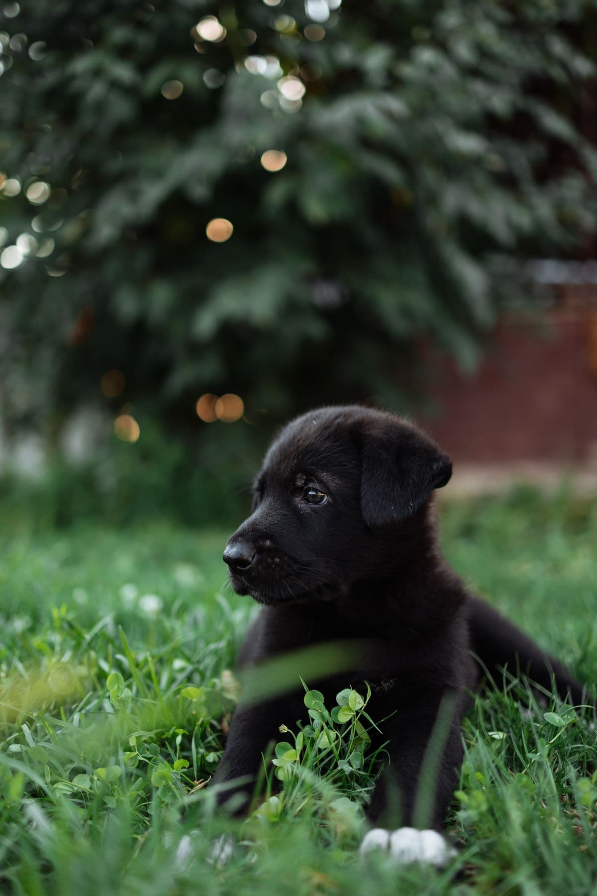 Chiot allongé dans l’herbe, en pleine découverte du jardin