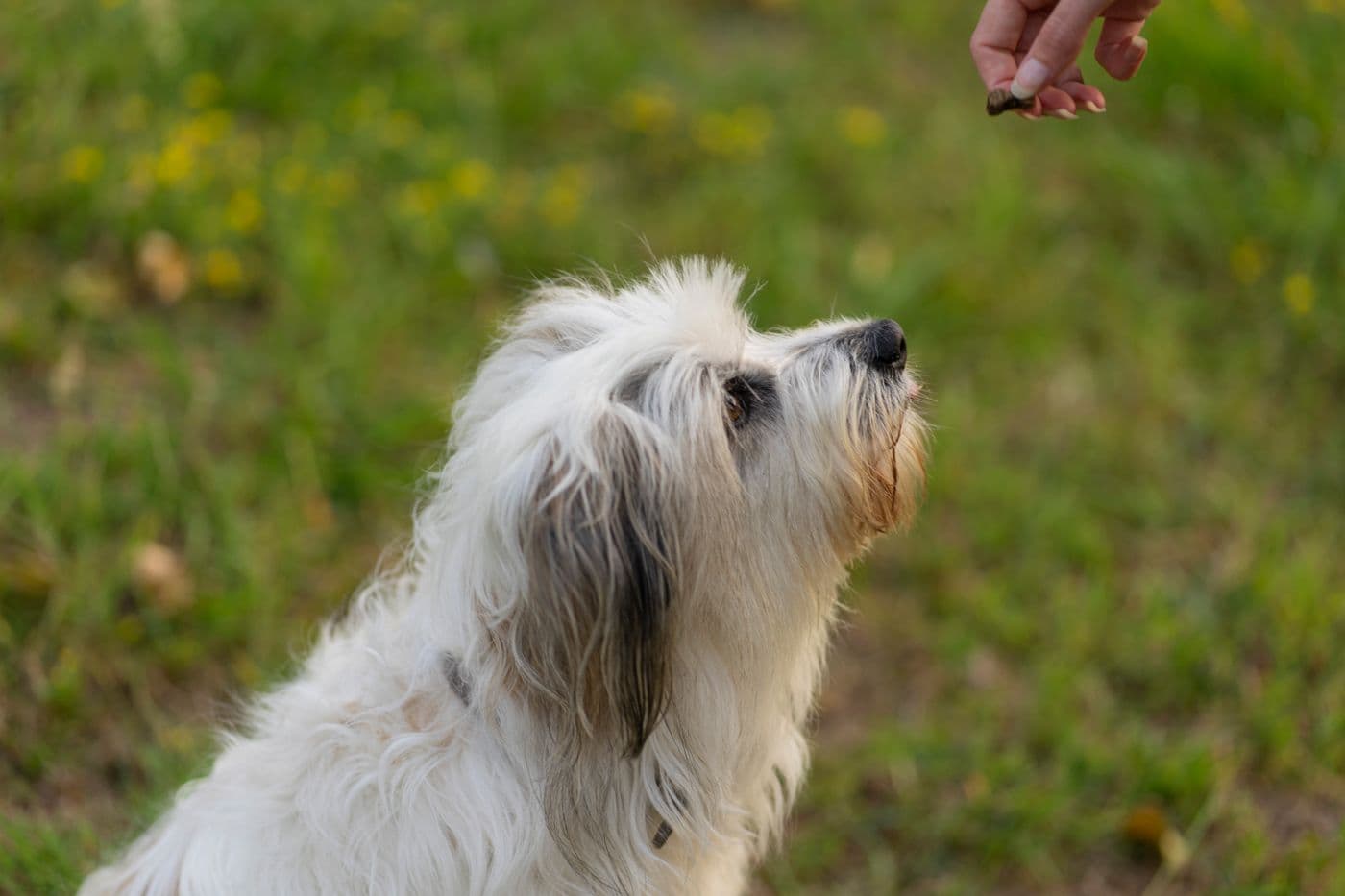 Séance d’éducation canine en extérieur, exercice de rappel