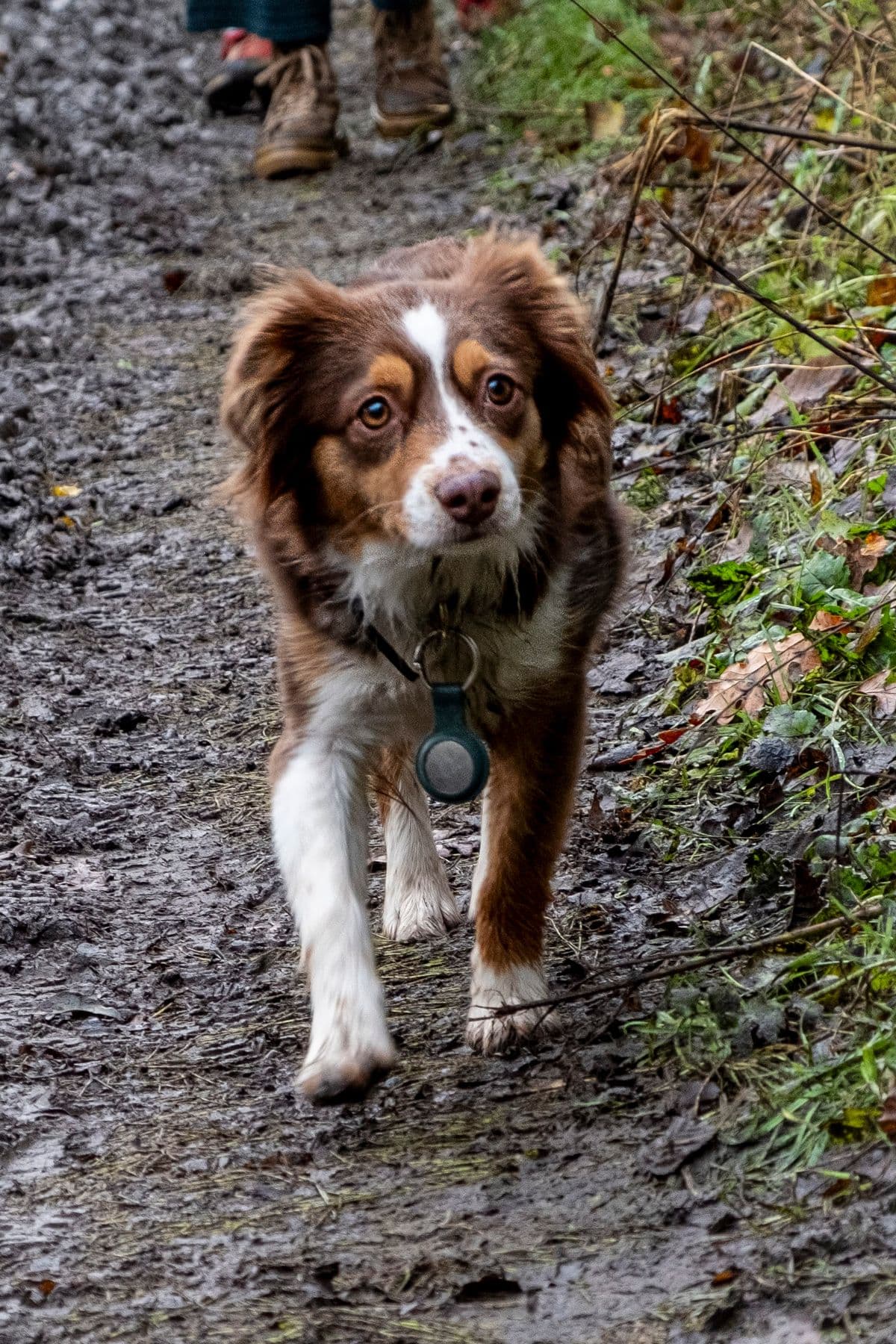 Chien en promenade sur un sentier forestier