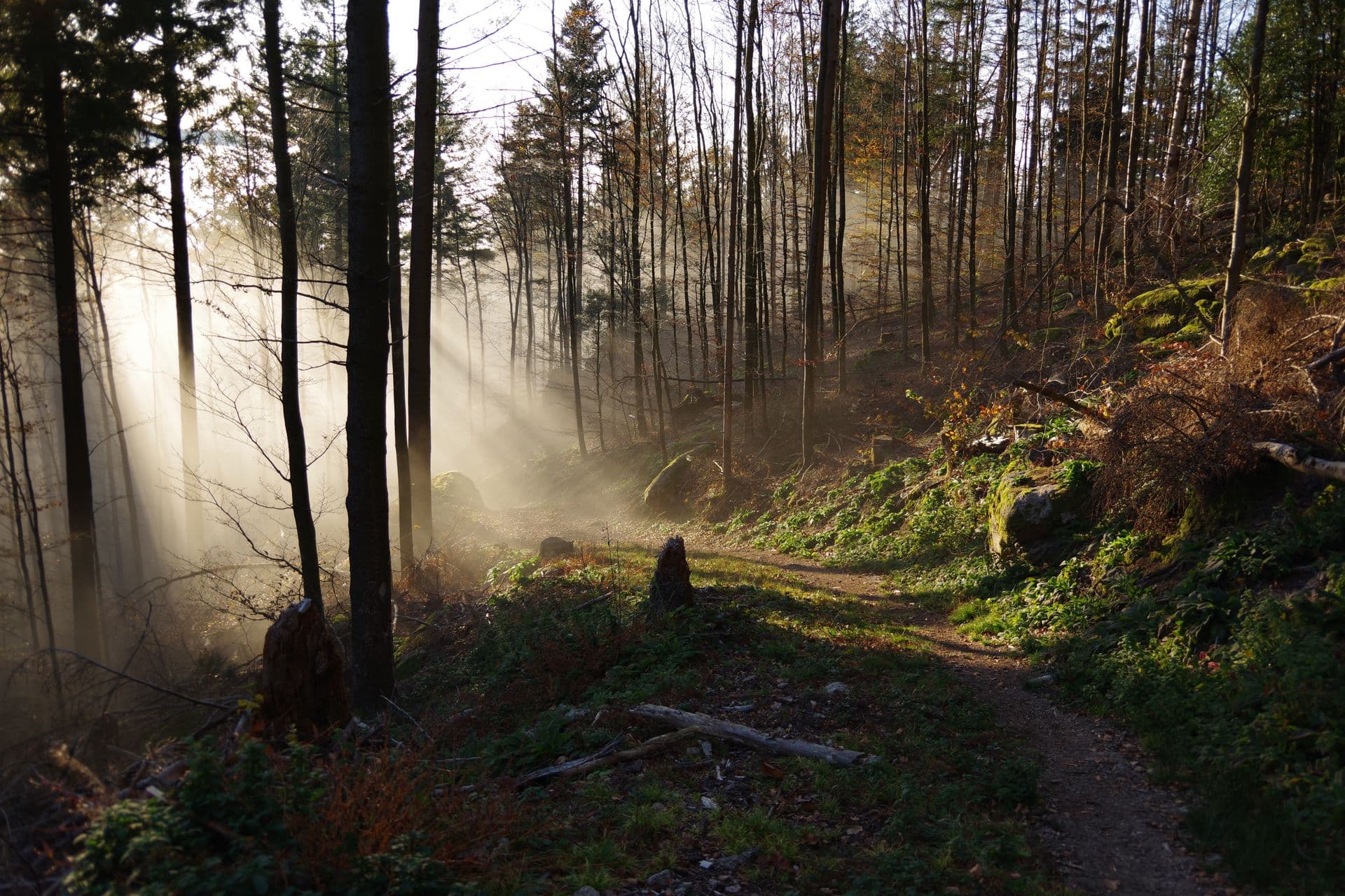 Grand paysage d'une promenade en forêt au petit matin